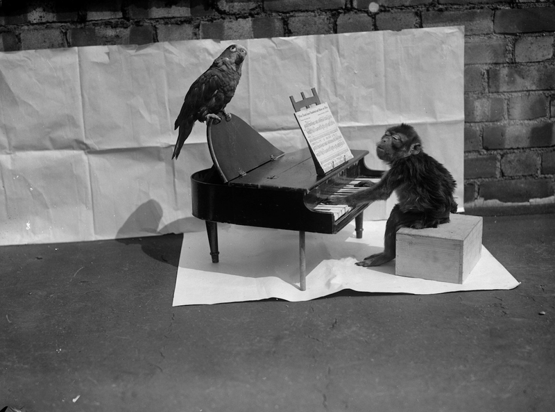 Illustration for article titled Strange Historic Photos Of Intelligent Animals